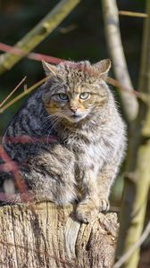 Preview wallpaper forest cat, tree, wildlife, animal