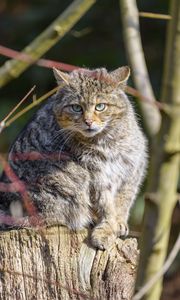 Preview wallpaper forest cat, tree, wildlife, animal