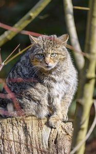 Preview wallpaper forest cat, tree, wildlife, animal