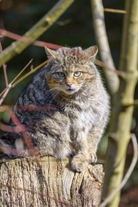 Preview wallpaper forest cat, tree, wildlife, animal