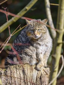 Preview wallpaper forest cat, tree, wildlife, animal