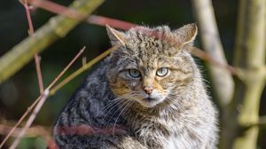 Preview wallpaper forest cat, tree, wildlife, animal