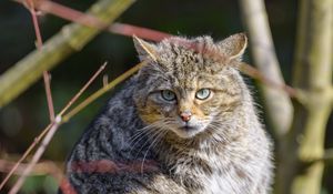 Preview wallpaper forest cat, tree, wildlife, animal