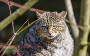 Preview wallpaper forest cat, tree, wildlife, animal