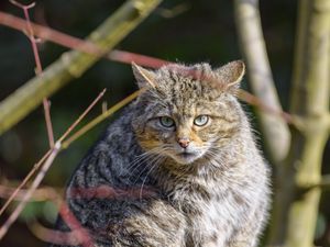 Preview wallpaper forest cat, tree, wildlife, animal