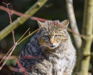 Preview wallpaper forest cat, tree, wildlife, animal