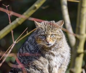 Preview wallpaper forest cat, tree, wildlife, animal