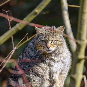 Preview wallpaper forest cat, tree, wildlife, animal