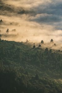 Preview wallpaper forest, clouds, aerial view, fog, height