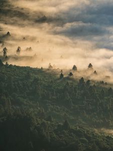 Preview wallpaper forest, clouds, aerial view, fog, height