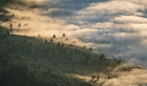 Preview wallpaper forest, clouds, aerial view, fog, height