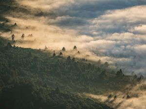 Preview wallpaper forest, clouds, aerial view, fog, height