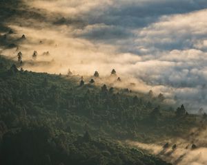 Preview wallpaper forest, clouds, aerial view, fog, height