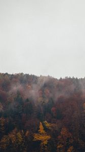 Preview wallpaper forest, clouds, autumn, nature