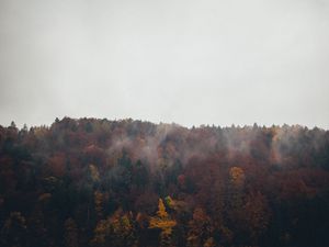 Preview wallpaper forest, clouds, autumn, nature