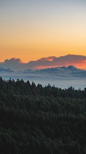 Preview wallpaper forest, clouds, sky, nature