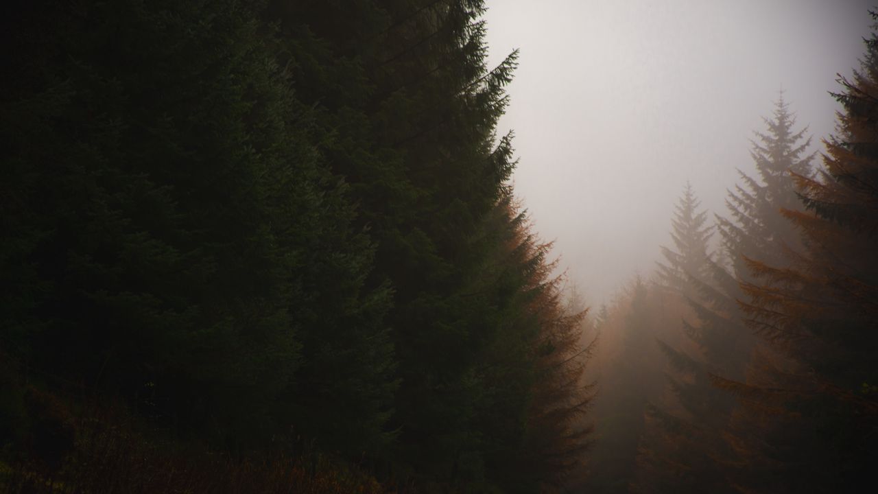 Wallpaper forest, conifer, fog, trees, autumn