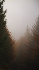 Preview wallpaper forest, conifer, fog, trees, autumn