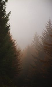 Preview wallpaper forest, conifer, fog, trees, autumn