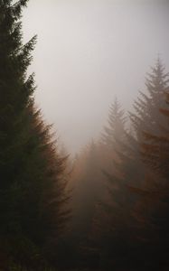 Preview wallpaper forest, conifer, fog, trees, autumn