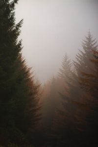 Preview wallpaper forest, conifer, fog, trees, autumn