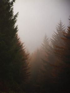 Preview wallpaper forest, conifer, fog, trees, autumn