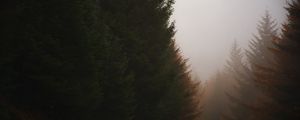 Preview wallpaper forest, conifer, fog, trees, autumn