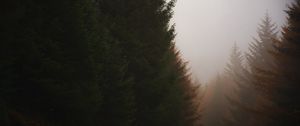 Preview wallpaper forest, conifer, fog, trees, autumn