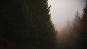 Preview wallpaper forest, conifer, fog, trees, autumn