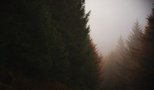 Preview wallpaper forest, conifer, fog, trees, autumn