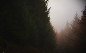 Preview wallpaper forest, conifer, fog, trees, autumn