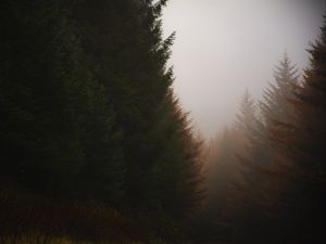 Preview wallpaper forest, conifer, fog, trees, autumn