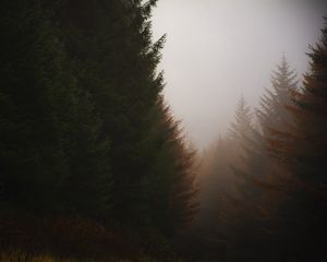 Preview wallpaper forest, conifer, fog, trees, autumn