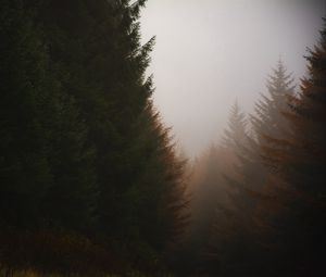 Preview wallpaper forest, conifer, fog, trees, autumn