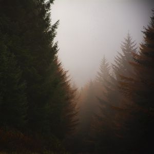 Preview wallpaper forest, conifer, fog, trees, autumn