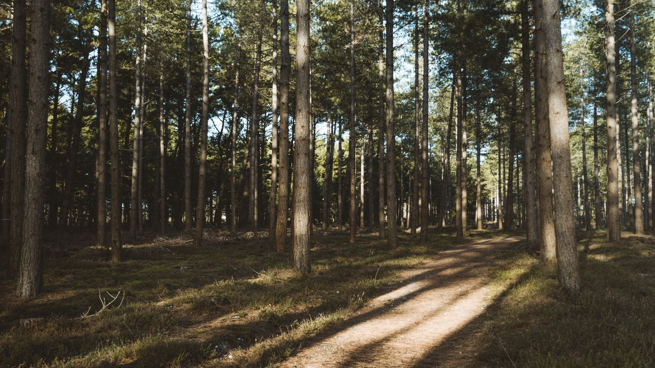 Wallpaper forest, conifer, pines, path, trees