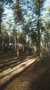 Preview wallpaper forest, conifer, pines, path, trees