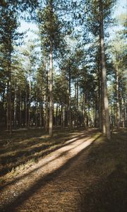 Preview wallpaper forest, conifer, pines, path, trees