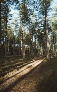 Preview wallpaper forest, conifer, pines, path, trees