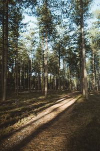 Preview wallpaper forest, conifer, pines, path, trees