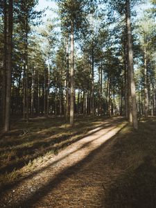 Preview wallpaper forest, conifer, pines, path, trees