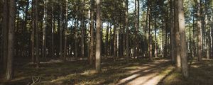 Preview wallpaper forest, conifer, pines, path, trees