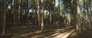 Preview wallpaper forest, conifer, pines, path, trees