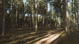 Preview wallpaper forest, conifer, pines, path, trees