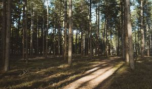 Preview wallpaper forest, conifer, pines, path, trees