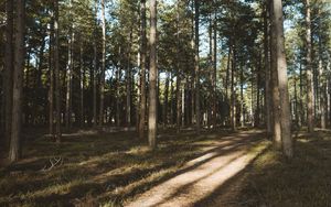 Preview wallpaper forest, conifer, pines, path, trees