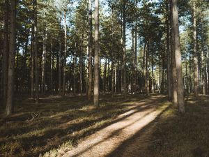 Preview wallpaper forest, conifer, pines, path, trees