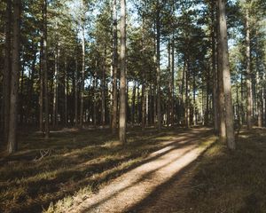 Preview wallpaper forest, conifer, pines, path, trees