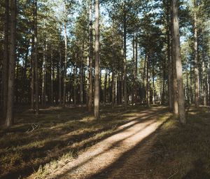 Preview wallpaper forest, conifer, pines, path, trees