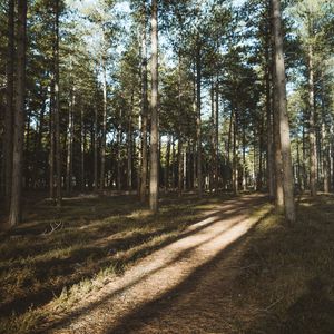 Preview wallpaper forest, conifer, pines, path, trees